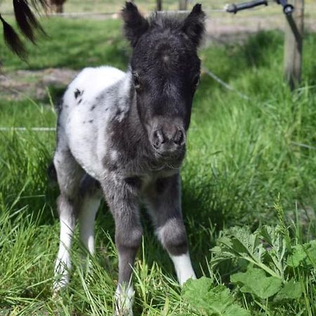 B&B Hoeve Dijkstal Logeren Op De Boerderij Sint Maarten Eksteriør bilde