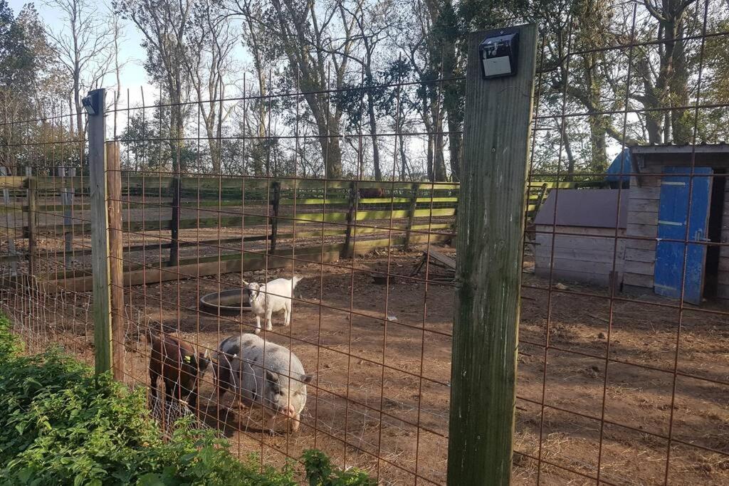 B&B Hoeve Dijkstal Logeren Op De Boerderij Sint Maarten Eksteriør bilde