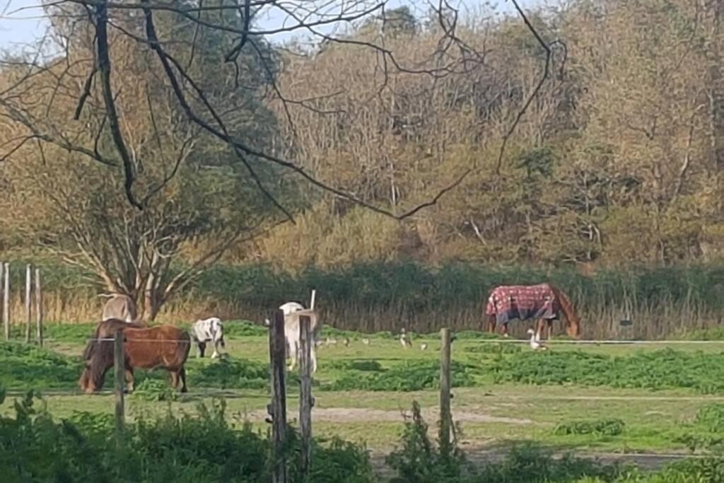 B&B Hoeve Dijkstal Logeren Op De Boerderij Sint Maarten Eksteriør bilde